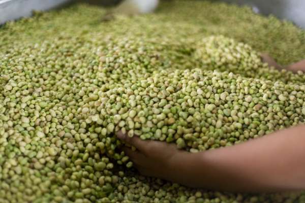 Agricultura tem alta de 32,52% no segundo trimestre do ano e puxa alta do PIB cearense