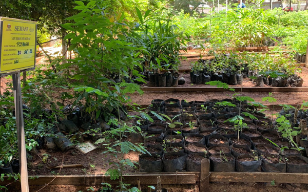 Juazeiro do Norte realiza camapanha de troca de brinquedos por muda de planta