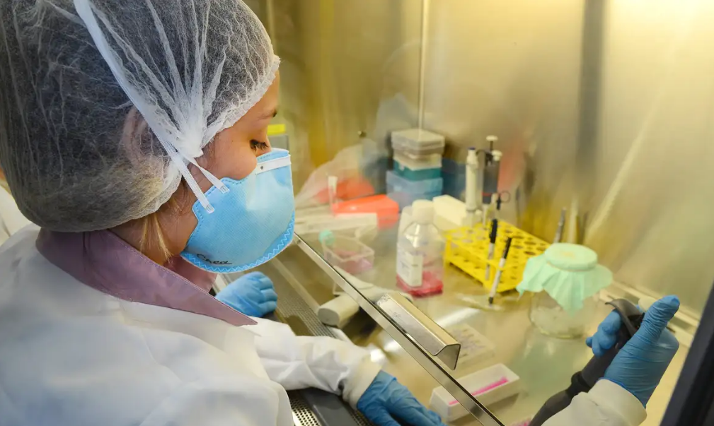 USP: pesquisa de vacina contra zika avança em testes com camundongos