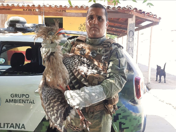 Policiais do GAM resgatam seriema encontrada em quintal de casa no bairro Triângulo