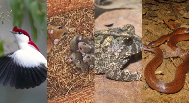 Fauna do Cariri tem quatro espécies na lista de animais ameaçados de extinção no Ceará